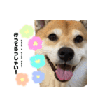 僕、げん！！（個別スタンプ：16）