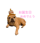 フレンチブルドッグのもなとろく（個別スタンプ：1）