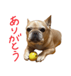 フレンチブルドッグのもなとろく（個別スタンプ：8）