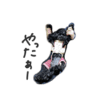 くろいトイプードル ぽぽ（個別スタンプ：15）