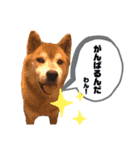 ももこたです！（個別スタンプ：9）