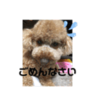 トイプーEMMA（個別スタンプ：6）