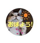 ネコちゃんの楽しいスタンプです！（個別スタンプ：1）