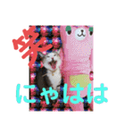 ネコちゃんの楽しいスタンプです！（個別スタンプ：2）