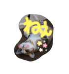 ネコちゃんの楽しいスタンプです！（個別スタンプ：7）