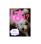 ネコちゃんの楽しいスタンプです！（個別スタンプ：9）