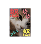 ネコちゃんの楽しいスタンプです！（個別スタンプ：11）