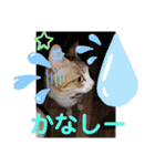 ネコちゃんの楽しいスタンプです！（個別スタンプ：12）