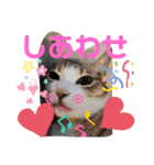 ネコちゃんの楽しいスタンプです！（個別スタンプ：13）