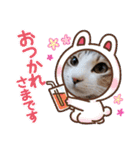 ネコちゃんの楽しいスタンプです！（個別スタンプ：17）
