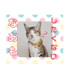 ネコちゃんの楽しいスタンプです！（個別スタンプ：23）