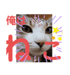 ネコちゃんの楽しいスタンプです！（個別スタンプ：26）
