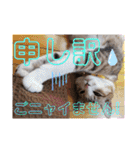 ネコちゃんの楽しいスタンプです！（個別スタンプ：27）