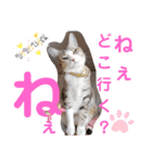 ネコちゃんの楽しいスタンプです！（個別スタンプ：28）