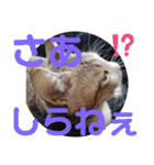 ネコちゃんの楽しいスタンプです！（個別スタンプ：30）