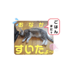 ネコちゃんの楽しいスタンプです！（個別スタンプ：31）