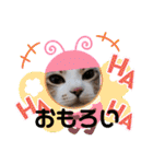 ネコちゃんの楽しいスタンプです！（個別スタンプ：36）
