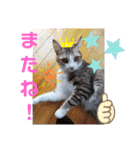 ネコちゃんの楽しいスタンプです！（個別スタンプ：40）