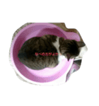 まだかにゃ（個別スタンプ：8）