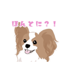 毎日使えるパピヨン犬スタンプ（個別スタンプ：6）