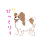 毎日使えるパピヨン犬スタンプ（個別スタンプ：8）