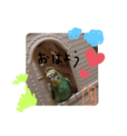 泉家のほのぼのアイドル（個別スタンプ：4）