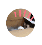 レオちゃんとたまにリオンさん✨（個別スタンプ：3）