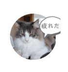 レオちゃんとたまにリオンさん✨（個別スタンプ：4）