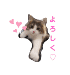 レオちゃんとたまにリオンさん✨（個別スタンプ：24）