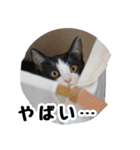 黒白ハチワレねこのハチくんスタンプ（個別スタンプ：27）