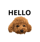 JILL DOG GREETING 2（個別スタンプ：1）