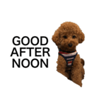 JILL DOG GREETING 2（個別スタンプ：2）