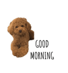 JILL DOG GREETING 2（個別スタンプ：3）