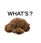 JILL DOG GREETING 2（個別スタンプ：4）