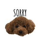 JILL DOG GREETING 2（個別スタンプ：5）
