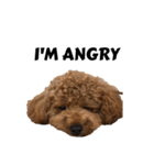 JILL DOG GREETING 2（個別スタンプ：11）