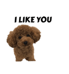 JILL DOG GREETING 2（個別スタンプ：12）