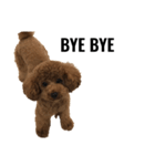 JILL DOG GREETING 2（個別スタンプ：13）