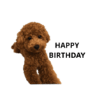 JILL DOG GREETING 2（個別スタンプ：15）
