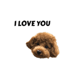 JILL DOG GREETING 2（個別スタンプ：16）