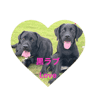 黒ラブlove（個別スタンプ：4）