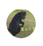 黒ラブlove（個別スタンプ：5）