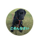 黒ラブlove（個別スタンプ：6）