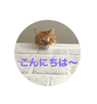 黒ラブlove（個別スタンプ：7）