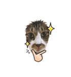 ねこちゃんスタンプ6（個別スタンプ：5）