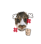 ねこちゃんスタンプ6（個別スタンプ：8）