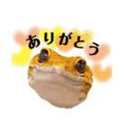 レオパの沼へようこそ！（個別スタンプ：1）