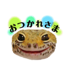 レオパの沼へようこそ！（個別スタンプ：2）