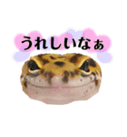 レオパの沼へようこそ！（個別スタンプ：5）