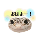 レオパの沼へようこそ！（個別スタンプ：6）